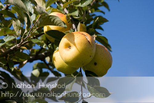 Apple_Orchard_2008-10-18_IMG_2362